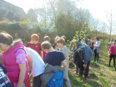 busy planting the new trees, working in groups of three or four.